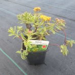 Rozchodník kamčatský, panašovaný (Sedum kamtschaticum) ‘VARIEGATUM’ -  kont. P9